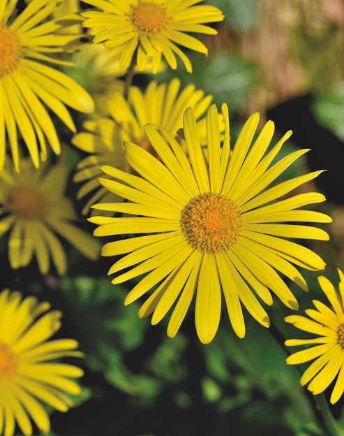 Doronicum orientale `Little Leo`